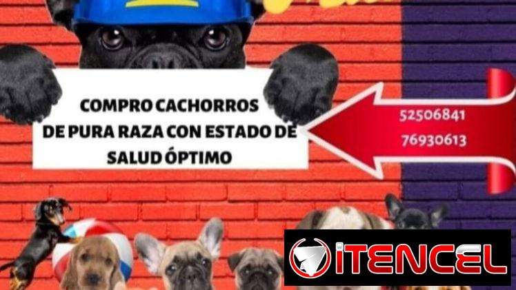 (((( COMPRO CACHORROS DE RAZA  BETTY MASCOTAS WHATSAPP 52506841 )))))