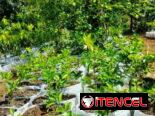 Venta de arboles frutales y ornamentales