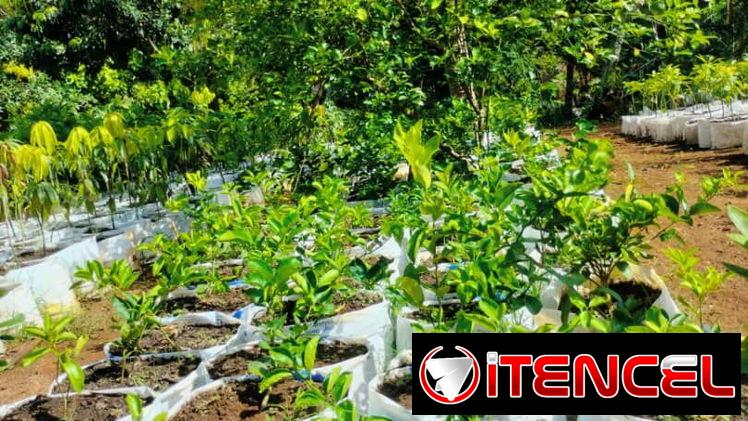 Venta de arboles frutales y ornamentales