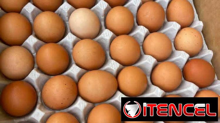 ❗🍳HUEVOS•CONTENEDOR🍳