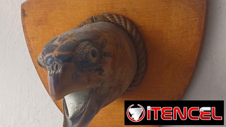 Montura de cabeza de tortuga
