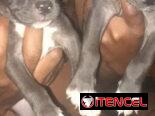 Pitbull y rotwailer