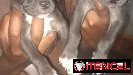 Pitbull y rotwailer