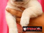 🐾💕 ¡HERMOSAS  CACHORRITAS DE  LABRADOR RETRIEVER BETTY MASCOTAS WHAT’SAPP 52506841! 💕🐾