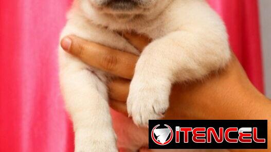 🐾💕 ¡HERMOSAS  CACHORRITAS DE  LABRADOR RETRIEVER BETTY MASCOTAS WHAT’SAPP 52506841! 💕🐾