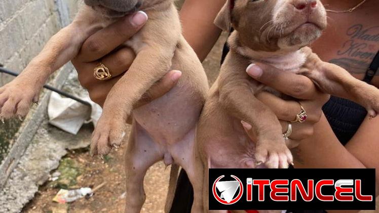 Venta de perros pitbull