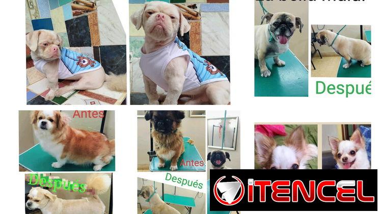 Estilista canino a domicilio.