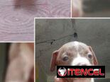 PITBULL,hembras,en 150 USD o equivalente(ACEPTO TRANSFERENCIA)TENGO MENSAJERÍA,tienen 50 días y están desparacitadass