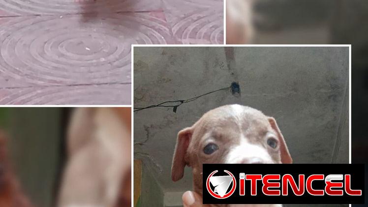 PITBULL,hembras,en 150 USD o equivalente(ACEPTO TRANSFERENCIA)TENGO MENSAJERÍA,tienen 50 días y están desparacitadass