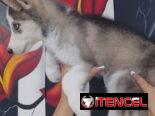 HUSKY SIBERIANO,macho,en 150 USD o equivalente,TENGO MENSAJERÍA,de 70 días,desparacitado,entrega con historia clínica