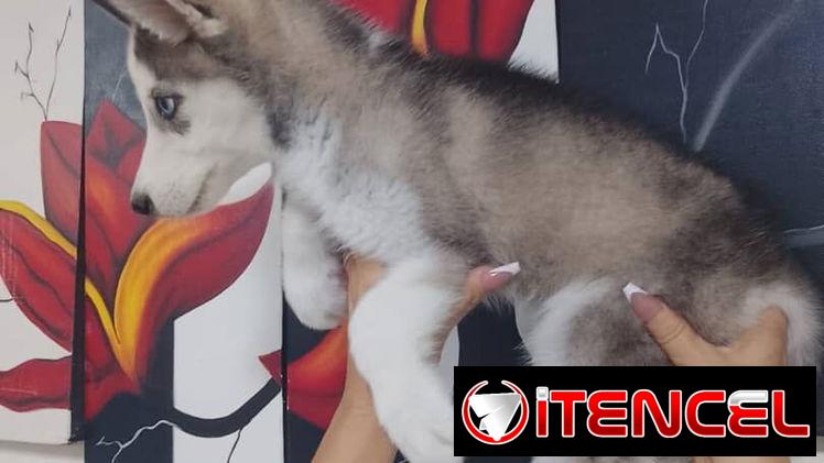 HUSKY SIBERIANO,macho,en 150 USD o equivalente,TENGO MENSAJERÍA,de 70 días,desparacitado,entrega con historia clínica