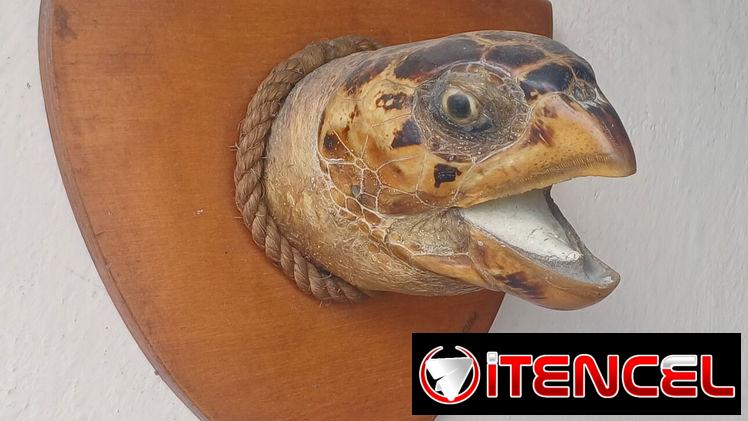 Montura de cabeza de tortuga