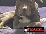 PITBULL