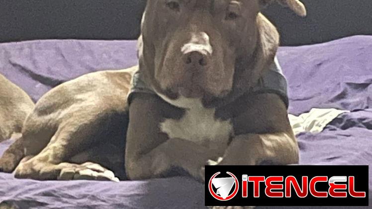 PITBULL