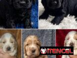 ((( COCKER SPANIEL AMBOS SEXOS EN VENTA BETTY MASCOTAS WHATSAPP 52506841 )))