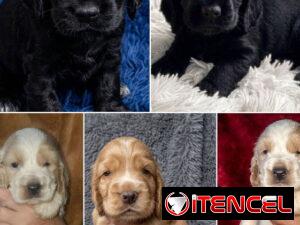 a8be01d8de2e4fb370d4ec425de0655d9ce82ee37f8765d5ff84479f098a7fd6