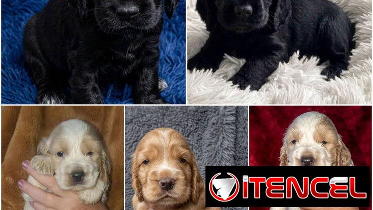 ((( COCKER SPANIEL AMBOS SEXOS EN VENTA BETTY MASCOTAS WHATSAPP 52506841 )))