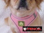 ✅️🐶🐾JUEGO DE PECHERAS Y CORREA PARA MASCOTAS 📲53902244