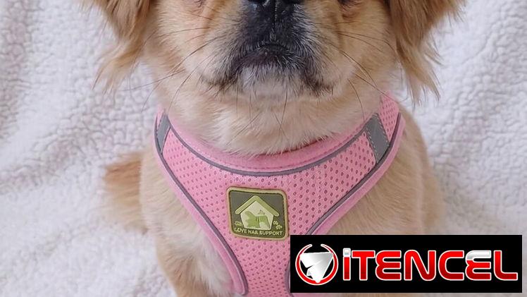 ✅️🐶🐾JUEGO DE PECHERAS Y CORREA PARA MASCOTAS 📲53902244
