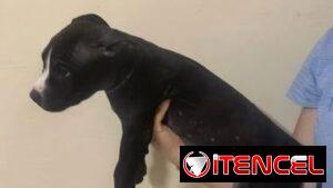Cachorros de pitbull