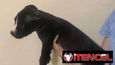 Cachorros de pitbull