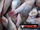 Mariscos frescos