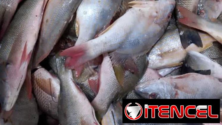 Mariscos frescos