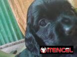 COKER SPANIEL,hembra,en 150 USD o equivalente(ACEPTO TRANSFERENCIA)TENGO MENSAJERÍA,tiene 62 días y está desparacitada.