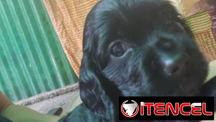 COKER SPANIEL,hembra,en 150 USD o equivalente(ACEPTO TRANSFERENCIA)TENGO MENSAJERÍA,tiene 62 días y está desparacitada.