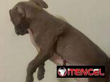 Cachorros de pitbull