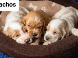 COKER SPANIEL,ambos sexos,en 170 USD o equivalente(ACEPTO TRANSFERENCIA)TENGO MENSAJERÍA,tienen 30 días y desparacitados