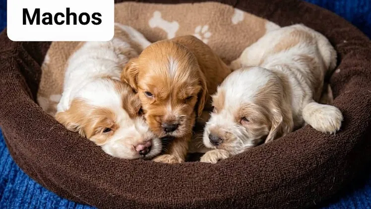 COKER SPANIEL,ambos sexos,en 170 USD o equivalente(ACEPTO TRANSFERENCIA)TENGO MENSAJERÍA,tienen 30 días y desparacitados