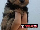 YORKY MINI CON PEDIGRI,machos en 350,hembra en 650 USD,TENGO MENSAJERÍA,se entregan VACUNADOS,INSCRITOS Y CON MICROCHIP