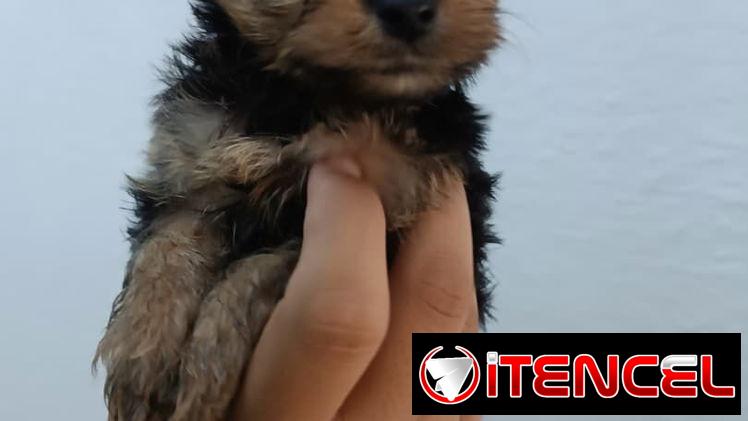 YORKY MINI CON PEDIGRI,machos en 350,hembra en 650 USD,TENGO MENSAJERÍA,se entregan VACUNADOS,INSCRITOS Y CON MICROCHIP