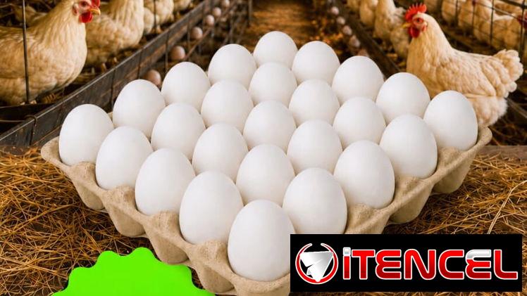 🚚 MIPYME RODSAIZ SRL📦  ✅️ Huevos 🍳🐣 de producción NACIONAL 🏷