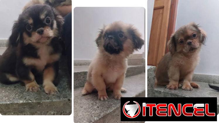 🐾 En venta: 3 cachorritos pequinés 🐾