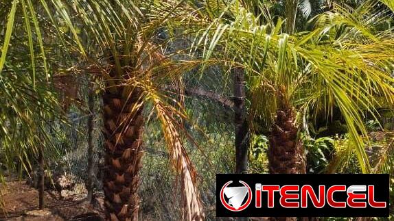 Servicios de jardineria y venta de plantas ornamentales