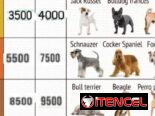 Peluquería canina domicilio disponible para todas las razas