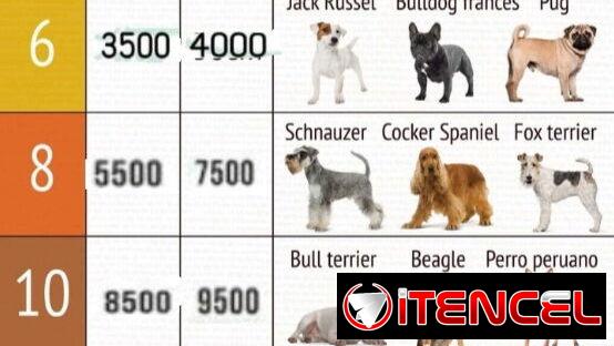 Peluquería canina domicilio disponible para todas las razas