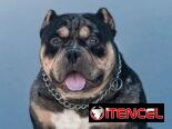Macho semental american bully pocket tricolor black merte