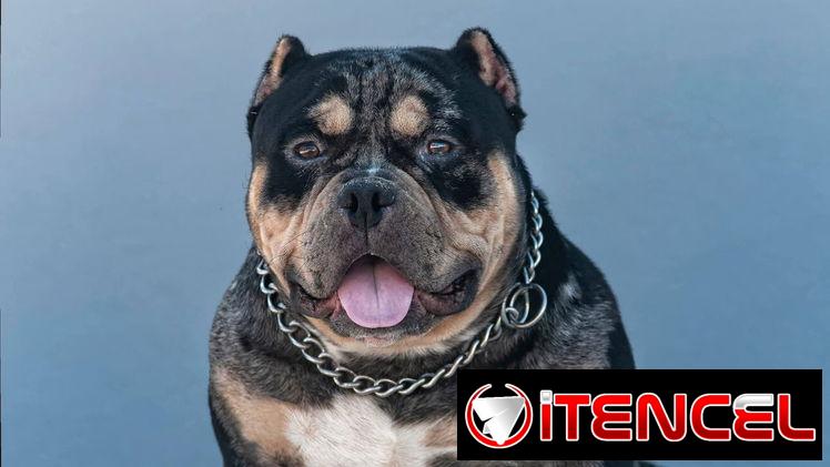 Macho semental american bully pocket tricolor black merte