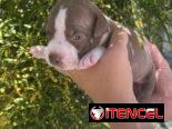 Pitbull