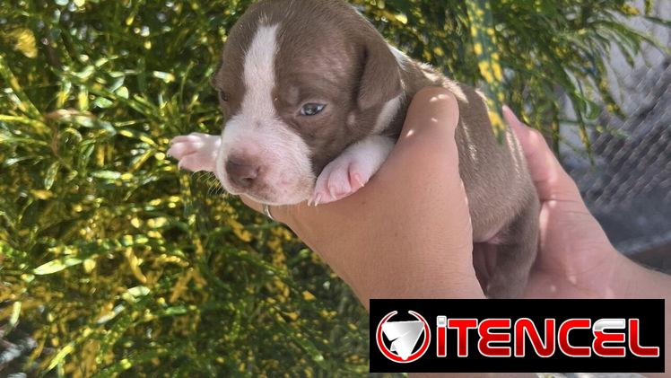 Pitbull