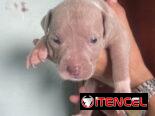 Pitbull