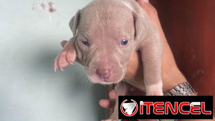 Pitbull