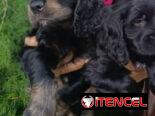 @@@@@Cachorros de excelente genética