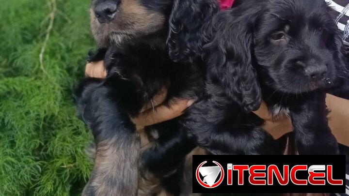 @@@@@Cachorros de excelente genética
