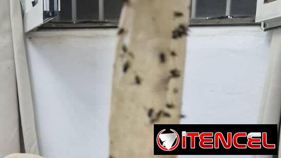 Cintas atrapa moscas mensajeria incluido por playa y marinao