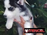 HUSKY SIBERIANO,ambos sexos,en 200 USD o equivalente,TENGO MENSAJERÍA,de 45 días y desparacitados,con historia clínica