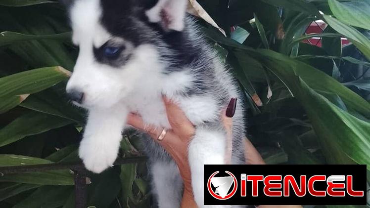 HUSKY SIBERIANO,ambos sexos,en 200 USD o equivalente,TENGO MENSAJERÍA,de 45 días y desparacitados,con historia clínica